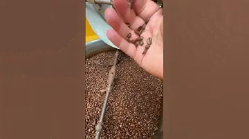 Coffee beans at Lavazza HQ in Turin Italy
