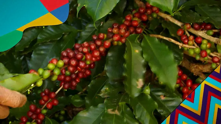 Lavazza Single Origin – Brasile e Perù